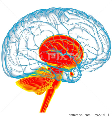 Human Brain inner parts Anatomy For Medical Concept 3D Rendering Human Brain inner parts Anatomy For Medical Concept 3D Rendering 79279101