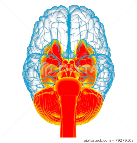 Human Brain inner parts Anatomy For Medical Concept 3D Rendering Human Brain inner parts Anatomy For Medical Concept 3D Rendering 79279102