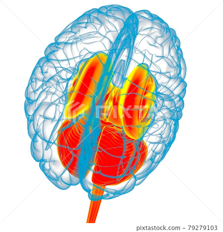 Human Brain inner parts Anatomy For Medical Concept 3D Rendering Human Brain inner parts Anatomy For Medical Concept 3D Rendering 79279103