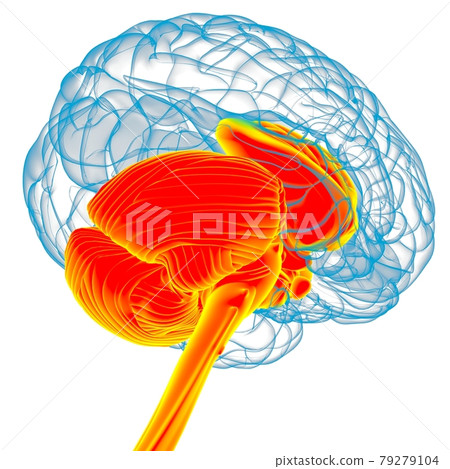 Human Brain inner parts Anatomy For Medical Concept 3D Rendering Human Brain inner parts Anatomy For Medical Concept 3D Rendering 79279104