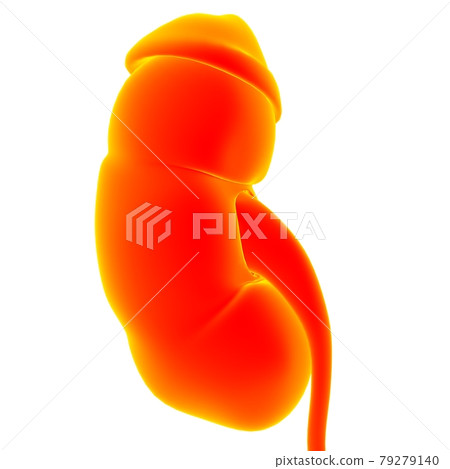Human Urinary System Kidneys with Bladder Anatomy For Medical Concept 3D 79279140