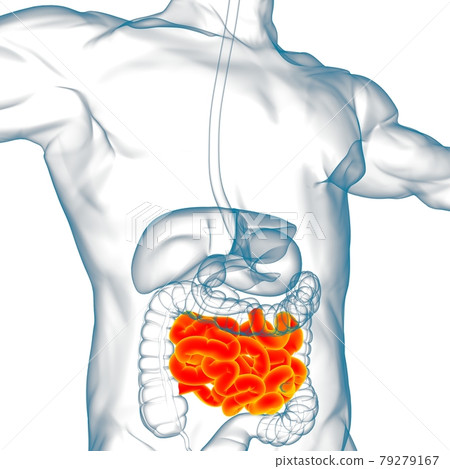 Small Intestine 3D Illustration Human Digestive System Anatomy 79279167