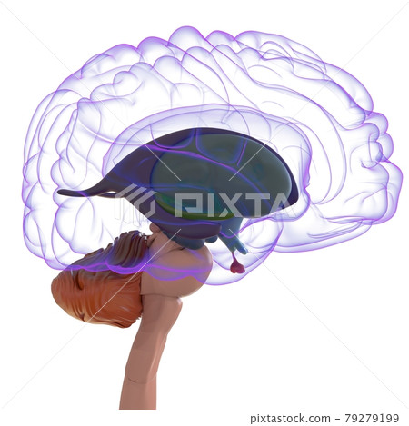 Human Brain Anatomy For Medical Concept 3D Human Brain Anatomy For Medical Concept 3D 79279199
