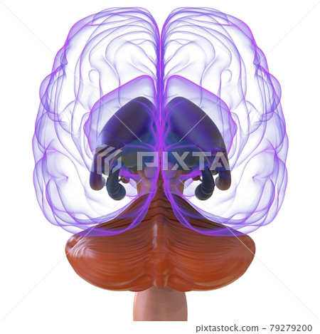 Human Brain Anatomy For Medical Concept 3D Human Brain Anatomy For Medical Concept 3D 79279200