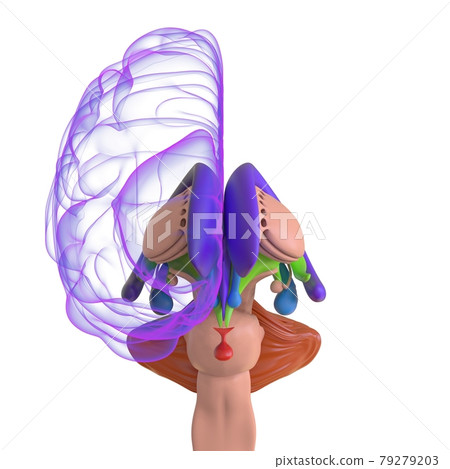 Human Brain Anatomy For Medical Concept 3D Human Brain Anatomy For Medical Concept 3D 79279203