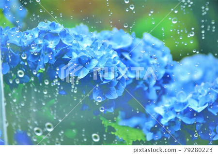 雨滴上的藍色繡球花 79280223