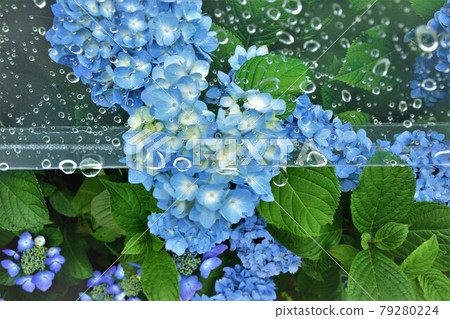 傘上的心形藍色繡球花 傘上的心形藍色繡球花 79280224