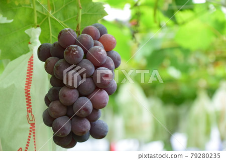 由樹木製成的葡萄藤先驅 由樹木製成的葡萄藤先驅 79280235