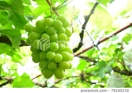 Horizontal photo of Shine Muscat made of wood 79280238