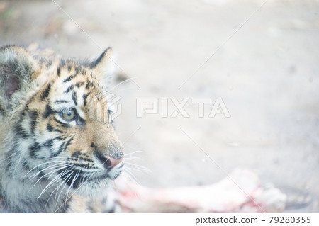 Child tiger 79280355
