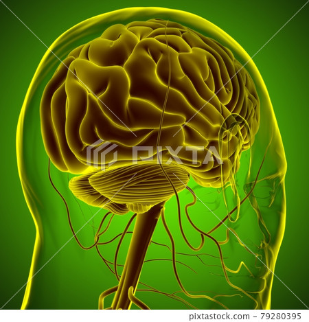 Human Brain Anatomy For Medical Concept 3D Rendering Human Brain Anatomy For Medical Concept 3D Rendering 79280395