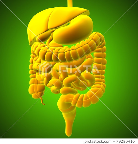 Human Digestive System Anatomy For Medical Concept 3D Rendering Human Digestive System Anatomy For Medical Concept 3D Rendering 79280410