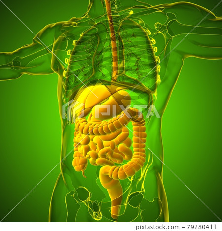 Human Digestive System Anatomy For Medical Concept 3D Rendering 79280411