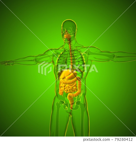 Human Digestive System Anatomy For Medical Concept 3D Human Digestive System Anatomy For Medical Concept 3D 79280412