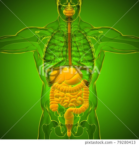 Human Digestive System Anatomy For Medical Concept 3D Human Digestive System Anatomy For Medical Concept 3D 79280413