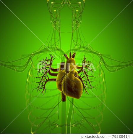 Lungs Human Respiratory System Anatomy For Medical Concept 3D Rendering Lungs Human Respiratory System Anatomy For Medical Concept 3D Rendering 79280414