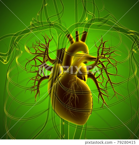 Lungs Human Respiratory System Anatomy For Medical Concept 3D Rendering Lungs Human Respiratory System Anatomy For Medical Concept 3D Rendering 79280415
