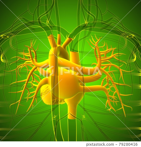 Lungs Human Respiratory System Anatomy For Medical Concept 3D Rendering 79280416