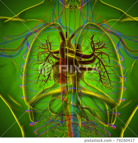 Human Heart Anatomy For Medical Concept 3D Rendering Human Heart Anatomy For Medical Concept 3D Rendering 79280417
