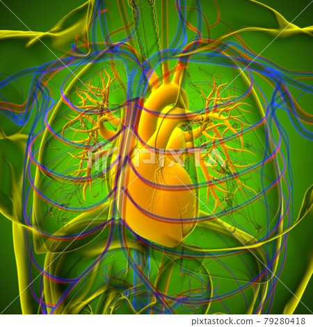 Human Heart Anatomy For Medical Concept 3D Rendering Human Heart Anatomy For Medical Concept 3D Rendering 79280418