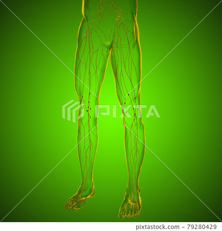 Human Lymph Nodes Anatomy For Medical Concept 3D Rendering Human Lymph Nodes Anatomy For Medical Concept 3D Rendering 79280429