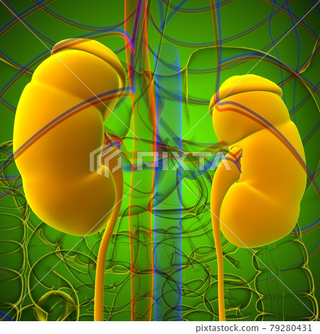 Human Urinary System Kidneys with Bladder...-插圖素材 [79280431] - PIXTA圖庫