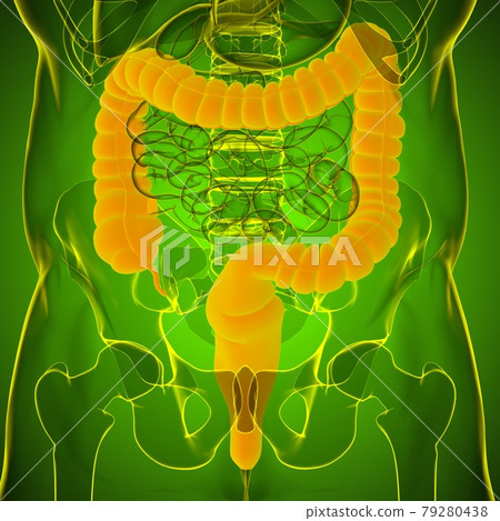 Large Intestine 3D Illustration Human Digestive System Anatomy Large Intestine 3D Illustration Human Digestive System Anatomy 79280438