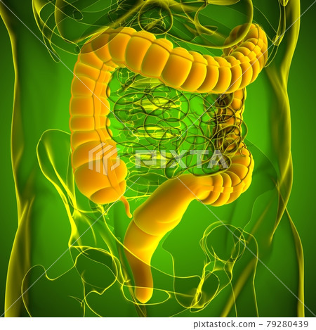 Large Intestine 3D Illustration Human Digestive System Anatomy 79280439