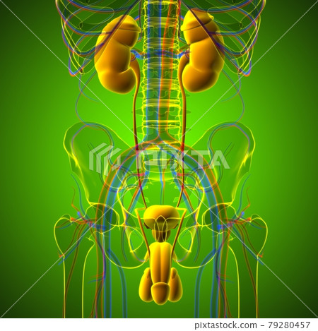 Male Reproductive System Anatomy For Medical Concept 3D 79280457