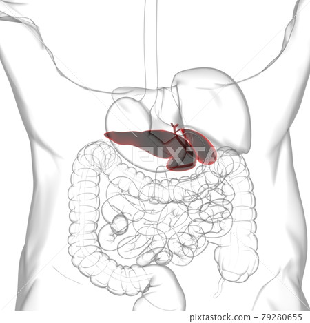 pancreas Human Digestive System Anatomy For... - Stock Illustration ...