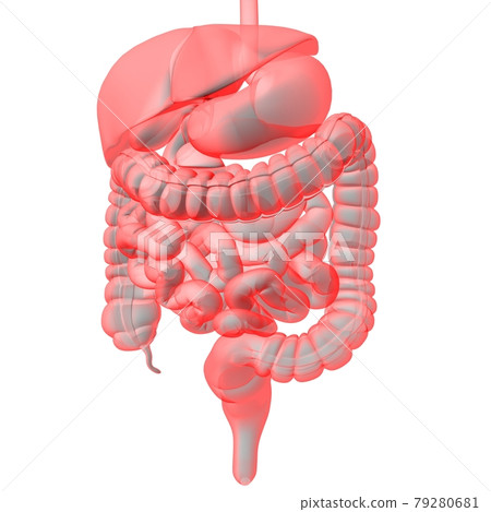 Human Digestive System Anatomy For Medical Concept 3D Rendering 79280681