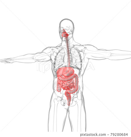 Human Digestive System Anatomy For Medical Concept 3D Human Digestive System Anatomy For Medical Concept 3D 79280684