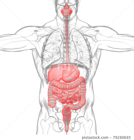 Human Digestive System Anatomy For Medical Concept 3D Human Digestive System Anatomy For Medical Concept 3D 79280685