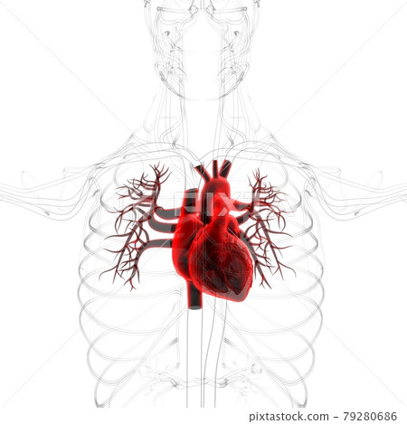 Lungs Human Respiratory System Anatomy For Medical Concept 3D Rendering Lungs Human Respiratory System Anatomy For Medical Concept 3D Rendering 79280686