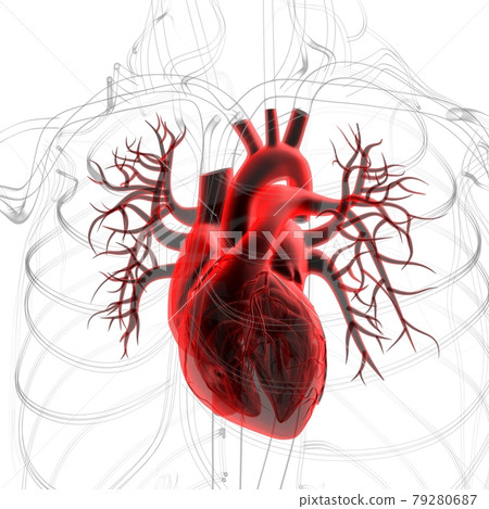 Lungs Human Respiratory System Anatomy For Medical Concept 3D Rendering Lungs Human Respiratory System Anatomy For Medical Concept 3D Rendering 79280687