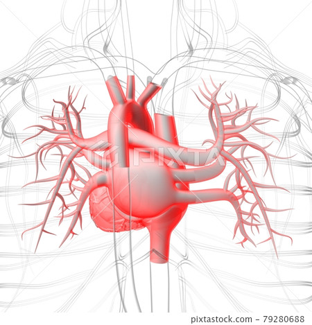 Lungs Human Respiratory System Anatomy For Medical Concept 3D Rendering 79280688