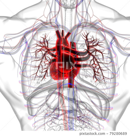 Human Heart Anatomy For Medical Concept 3D Rendering Human Heart Anatomy For Medical Concept 3D Rendering 79280689