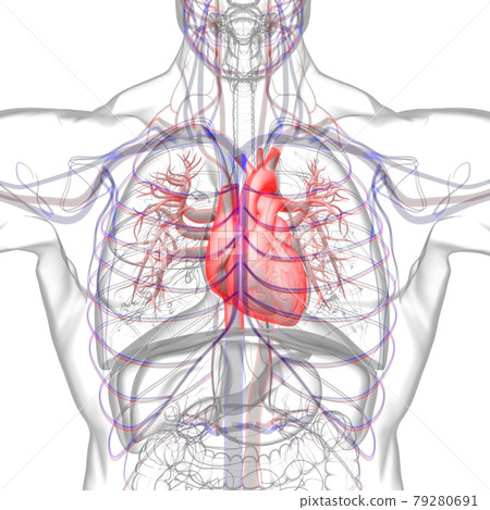 Human Heart Anatomy For Medical Concept 3D Rendering 79280691