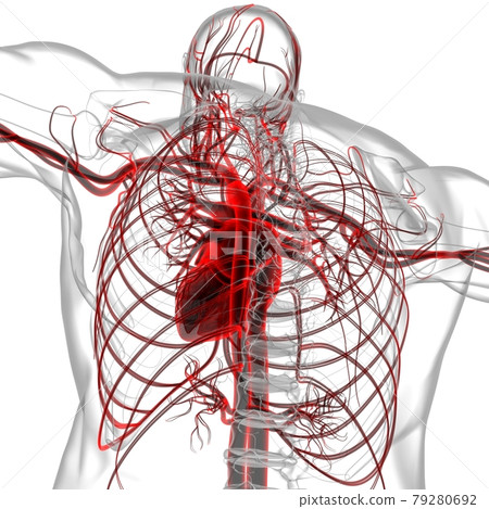 Human Heart With Circulatory System Anatomy For Medical Concept 3D Rendering 79280692