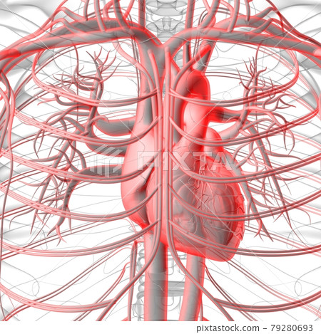 Human Heart With Circulatory System Anatomy For Medical Concept 3D Rendering Human Heart With Circulatory System Anatomy For Medical Concept 3D Rendering 79280693