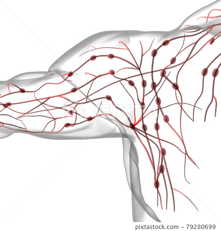 Human Lymph Nodes Anatomy For Medical Concept 3D Rendering Human Lymph Nodes Anatomy For Medical Concept 3D Rendering 79280699