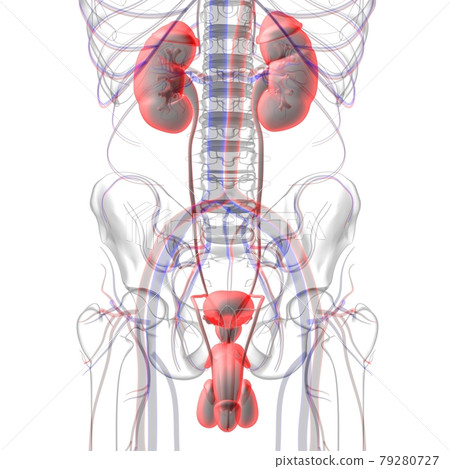 Male Reproductive System Anatomy For Medical Concept 3D Rendering Male Reproductive System Anatomy For Medical Concept 3D Rendering 79280727