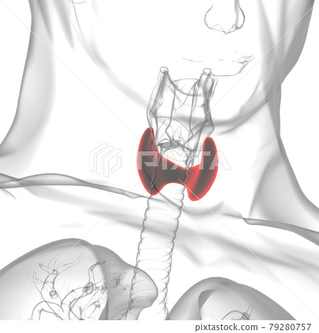Thyroid Gland Anatomy For Medical Concept 3D Thyroid Gland Anatomy For Medical Concept 3D 79280757
