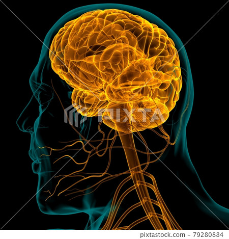 Human Brain Anatomy For Medical Concept 3D Rendering Human Brain Anatomy For Medical Concept 3D Rendering 79280884