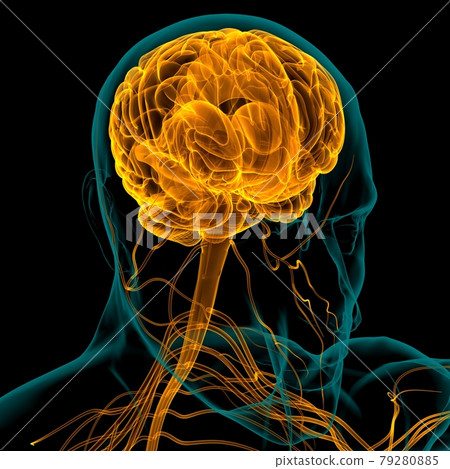 Human Brain Anatomy For Medical Concept 3D Rendering Human Brain Anatomy For Medical Concept 3D Rendering 79280885