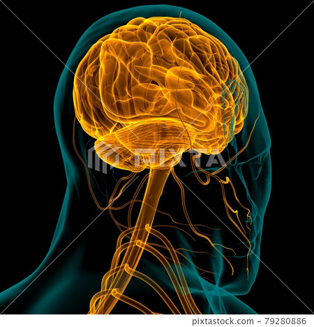 Human Brain Anatomy For Medical Concept 3D Rendering 79280886