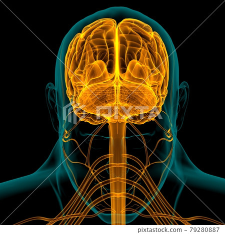 Human Brain Anatomy For Medical Concept 3D Rendering Human Brain Anatomy For Medical Concept 3D Rendering 79280887