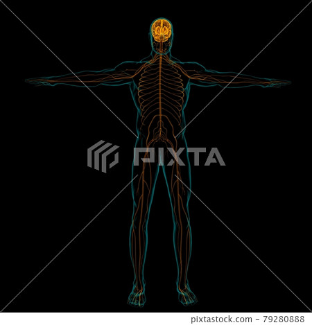 Human Brain Anatomy For Medical Concept 3D Rendering 79280888