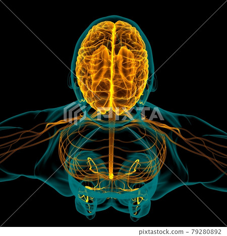 Human Brain Anatomy For Medical Concept 3D Human Brain Anatomy For Medical Concept 3D 79280892