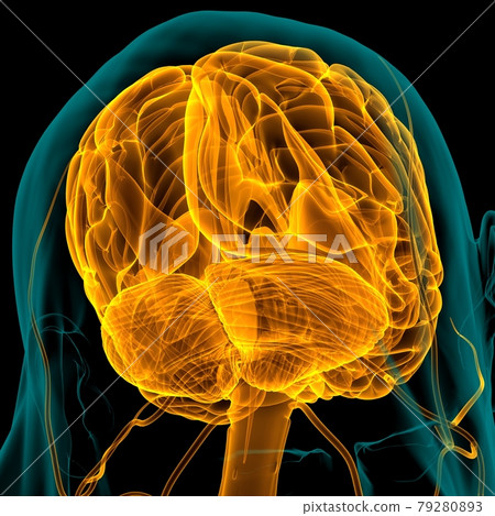 Human Brain Anatomy For Medical Concept 3D Human Brain Anatomy For Medical Concept 3D 79280893